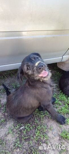 Щенок мальчик в добрые руки бесплатно