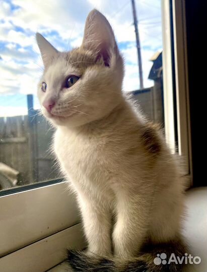 Котята в добрые руки даром