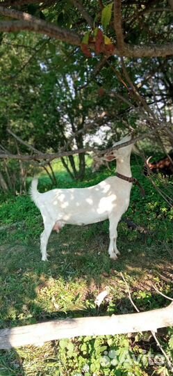 Продаю молодых коз 2-3 года и козлят