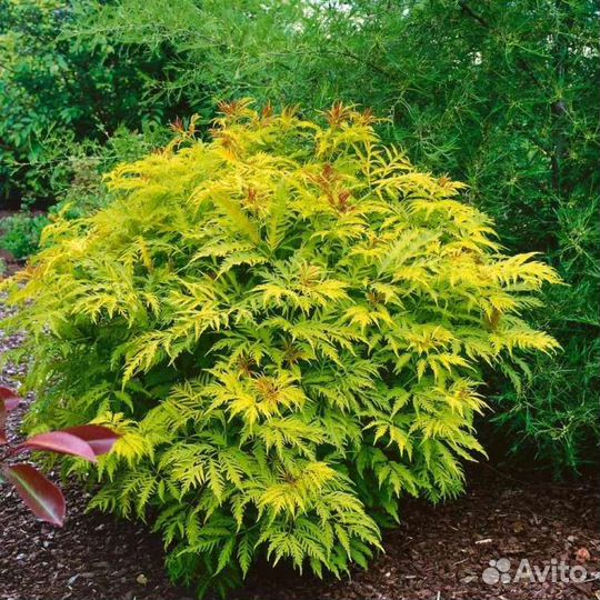 Бузина Голден Тауэр