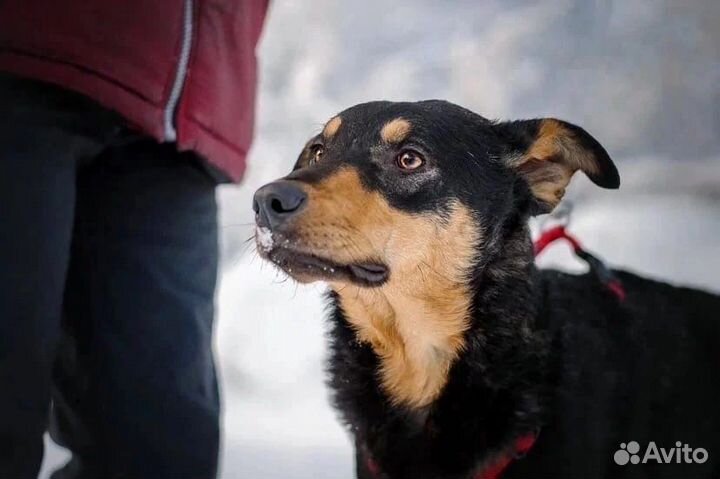 Собака ищет дом