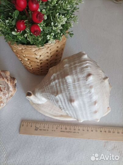 Ракушки с Кубы