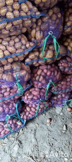 Картофель на корм