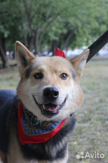 Бывшедомашний пес Феникс в добрый дом