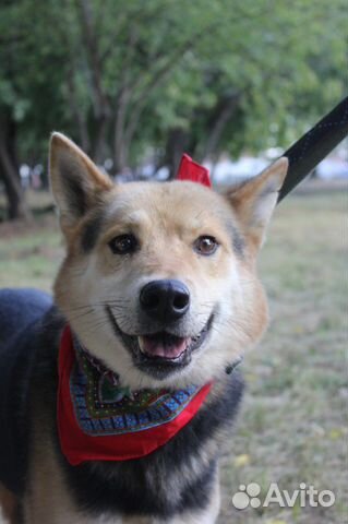 Бывшедомашний пес Феникс в добрый дом