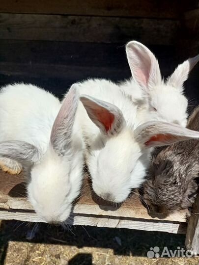 На фото самка белая продается и самец фото в конце
