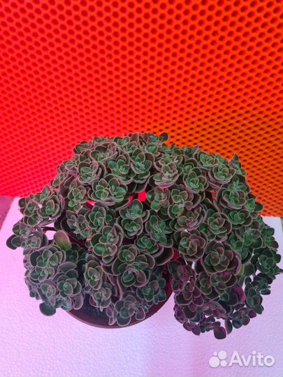 Аихризон-дерево любви