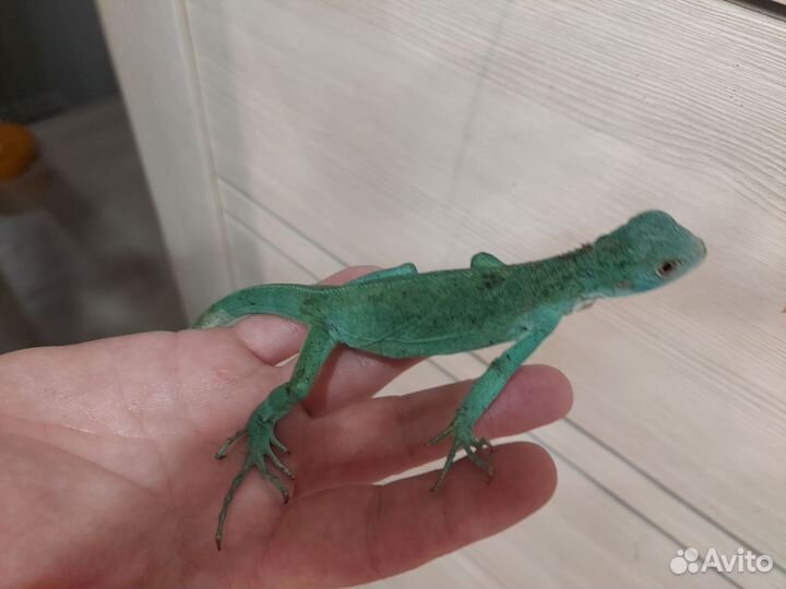 Рептилии ящерицы