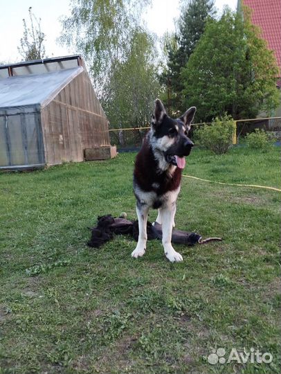 Вязка кобель Вео