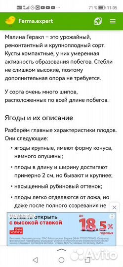 Саженцы малины геракл