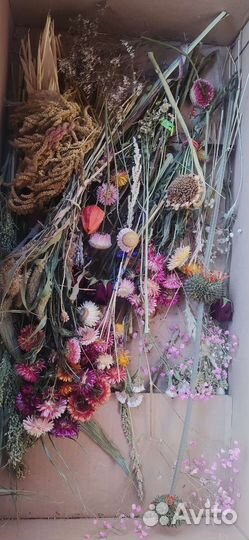 Сухоцветы разные