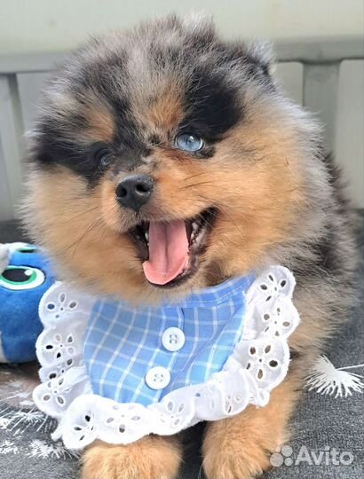 Померанский шпиц медвежьего типа