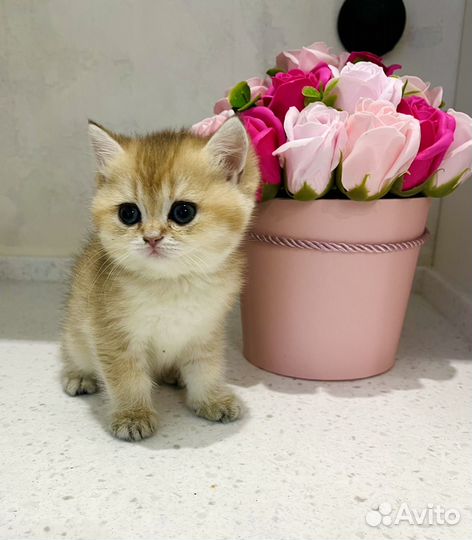 Шотландские золотые шиншиллы