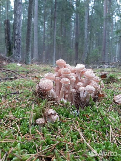 Лесные грибочки