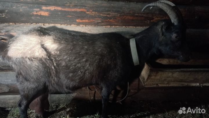 Козы ламанча