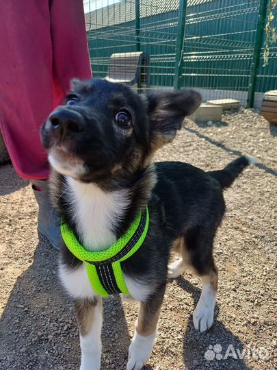 Щенок в приюте