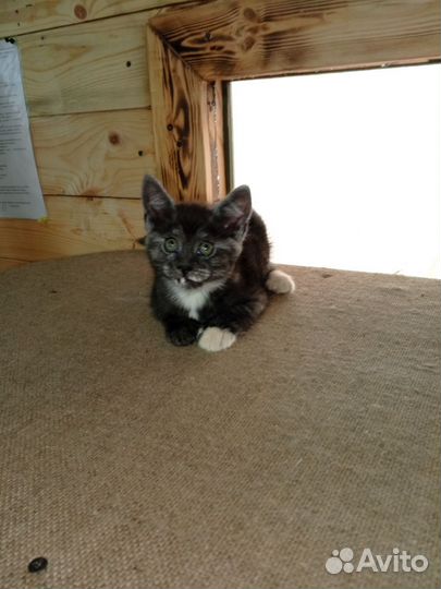 Котята мейн-кун