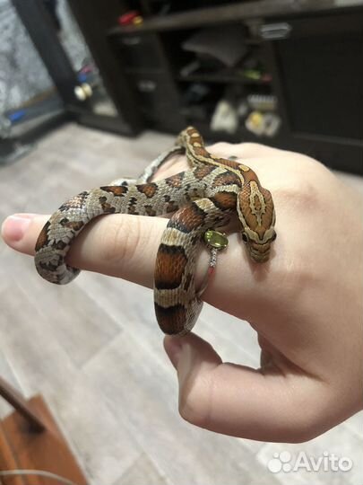 Маисовый полоз