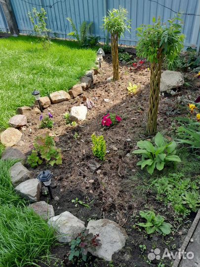 Плетёная ива на штамбе, русская пальма