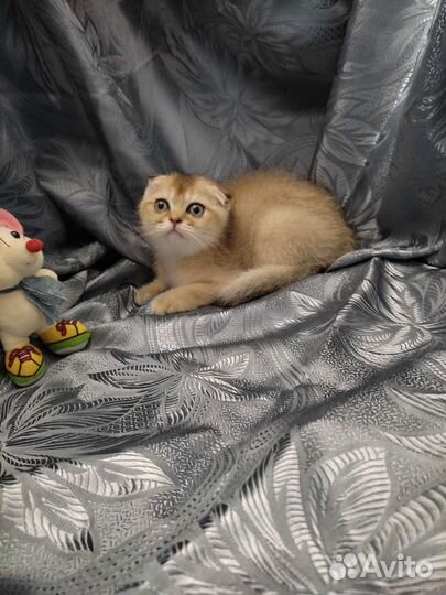 Шотландская