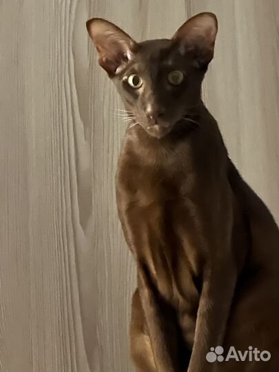 Ориентальная