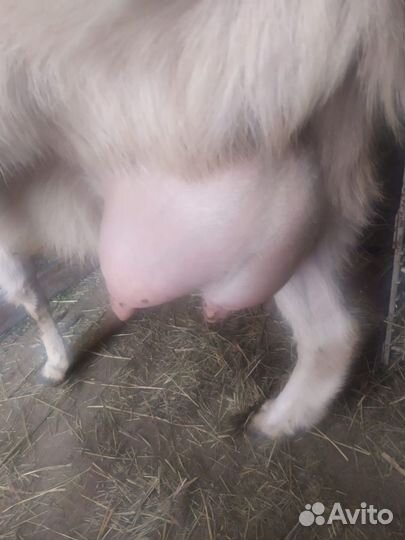 Козы, молоко, жир, козлята