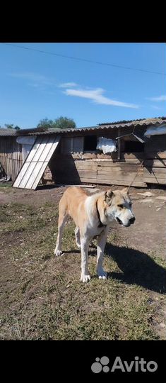 Молодые кобели