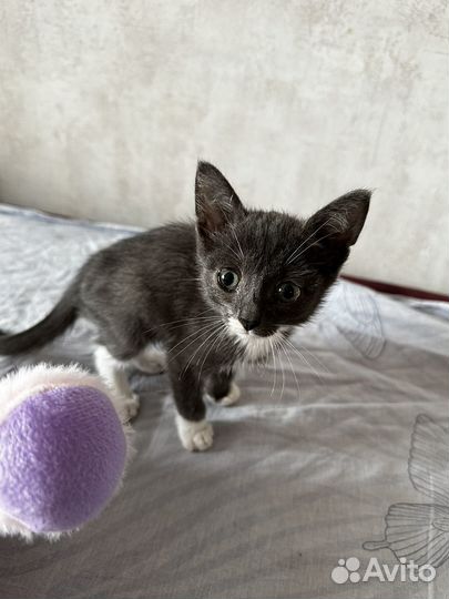 Котенок девочка, бесплатно