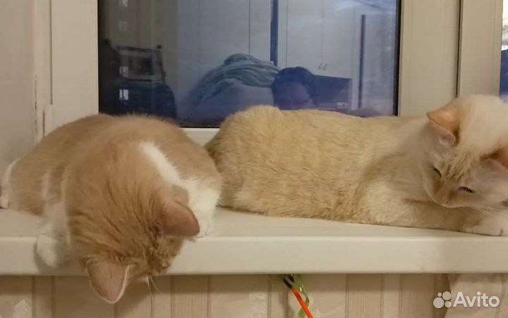 Весёлая парочка кошка и кот. Стерильные