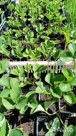 Рассада клубники, земляники садовой крупноплодной