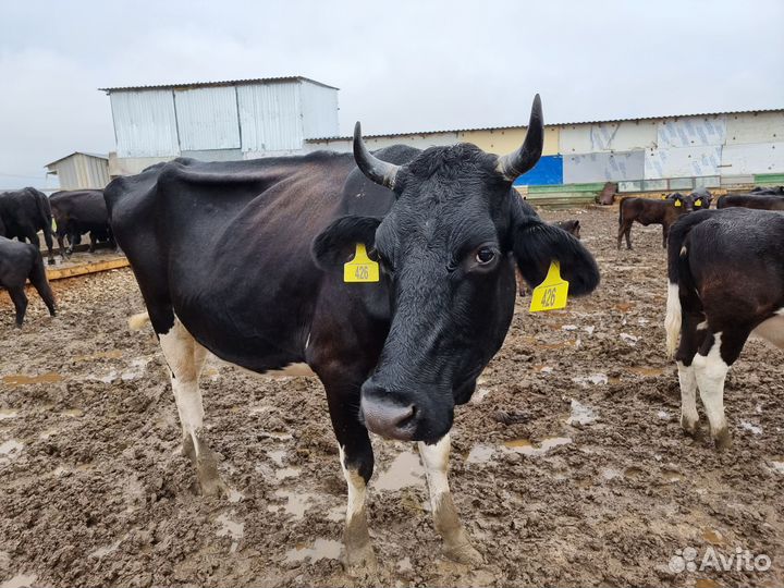Продается корова
