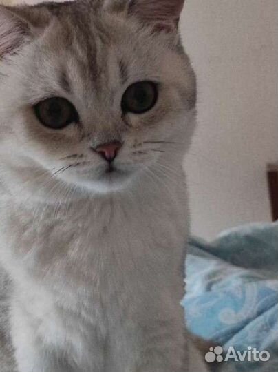 Шотландский кот на вязку