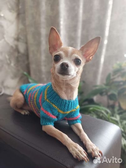 Одежда для маленьких собак