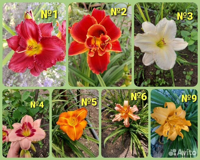 Многолетние садовые цветы