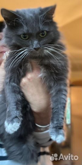 Ева в добрые руки