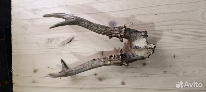 Рога косули