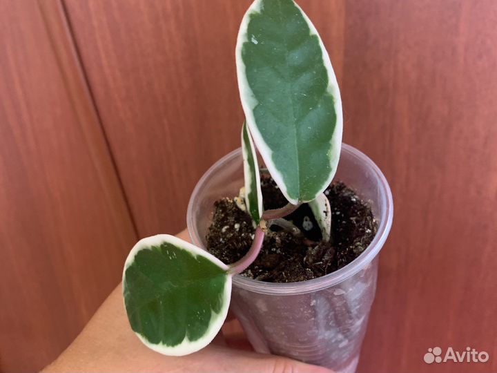 Хойя Супер эскимо, Вайетти, Кримсон Квин