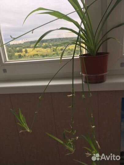 Хлорофитум зелёный