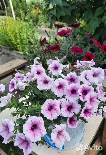 Рассада петунии