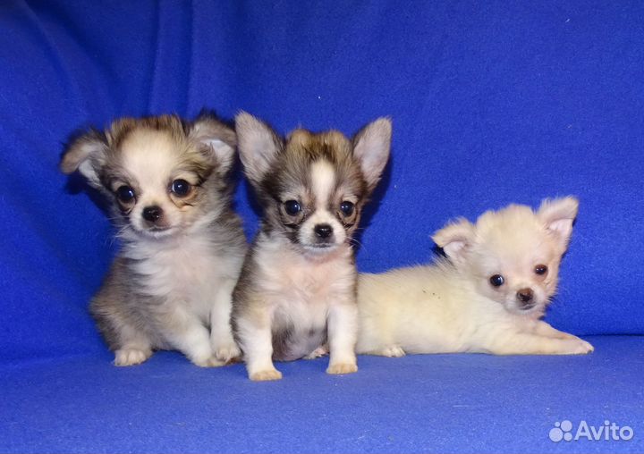 Чихуахуа щенки, мальчики