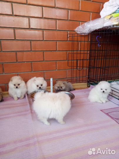 Шпицы детки разных окрасов