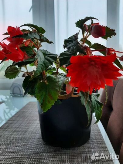 Беллекония цветущая