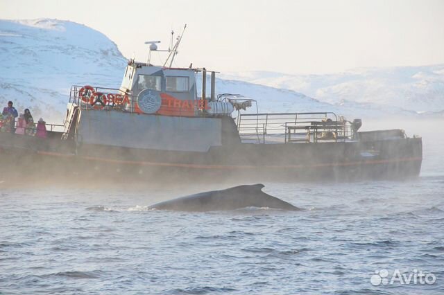 Териберка киты морские прогулки из Териберки объявление продам