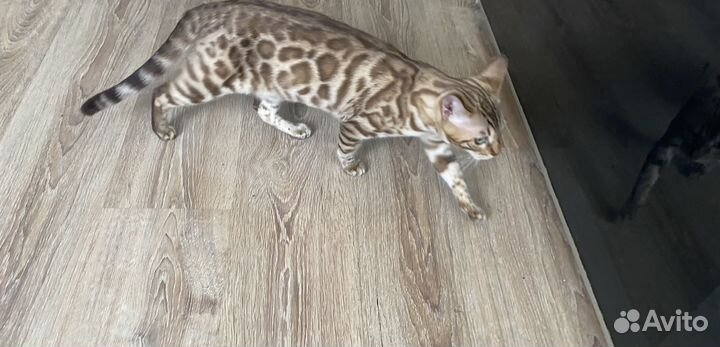 Снежный Бенгальский котенок