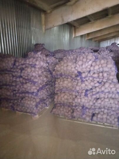 Картофель оптом