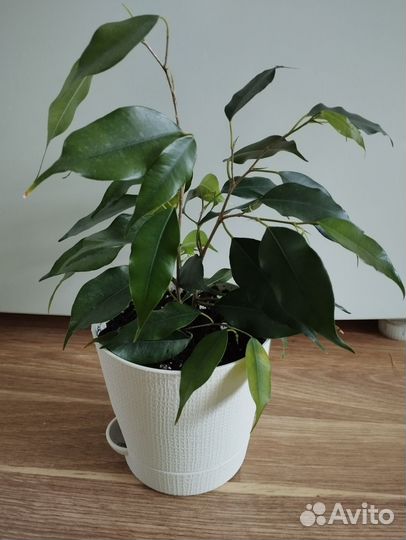 Фикус бенджамина