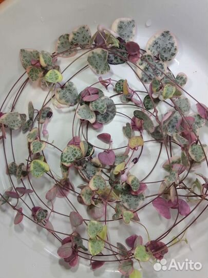 Редкие комнатные растения 2