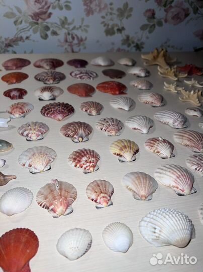 Коллекция ракушек морские ракушки