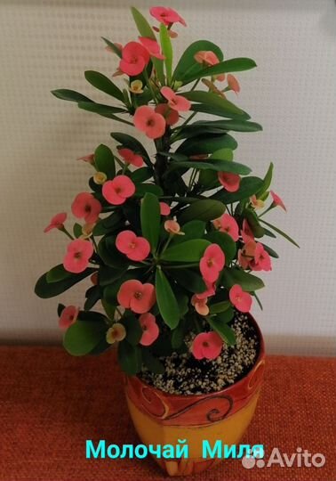 Молочай Миля