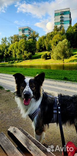 Передержка животных